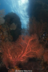 Amazing beauty of the underwater world by Oksana Maksymova 